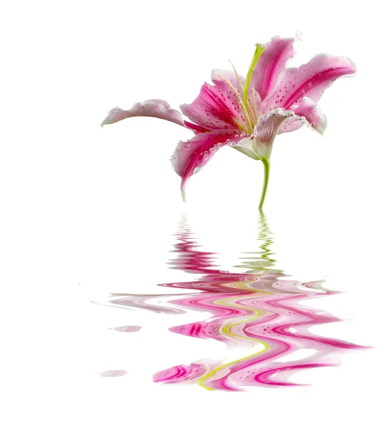 Квітка лілії ізольована на білому — стокове фото