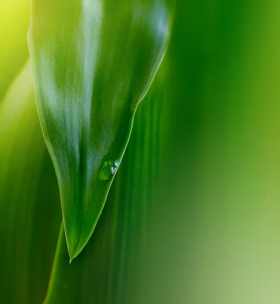 水ドロップと緑の葉の背景 — ストック写真