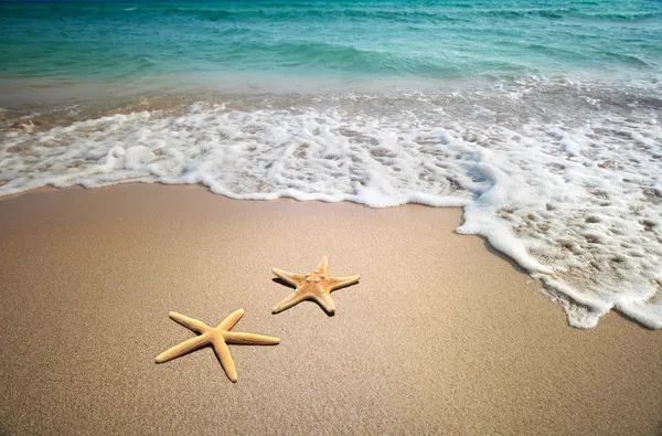 Dos estrellas de mar en una playa —  Fotos de Stock