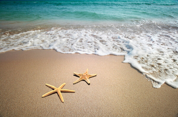 Две морские звезды на пляже
