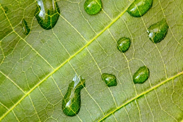 Fundo folha verde com gota de água — Fotografia de Stock