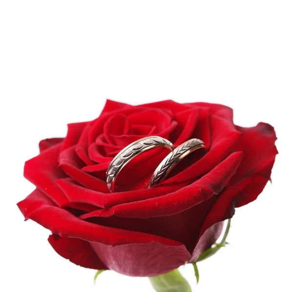 Goldringe auf einer roten Rose — Stockfoto