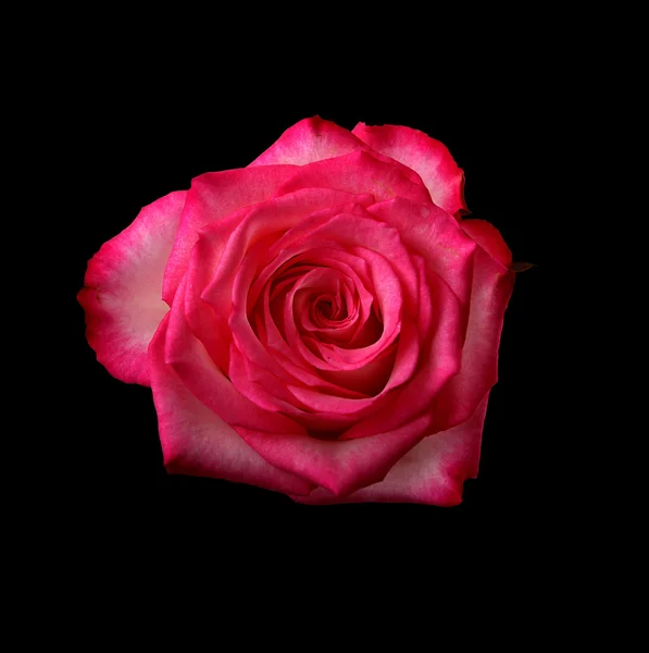 Rosa rossa su sfondo nero — Foto Stock