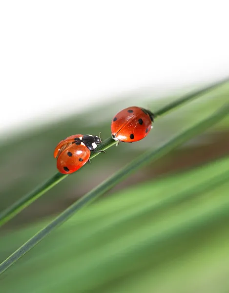 Two ladybugs in green grass — Stock Photo, Image