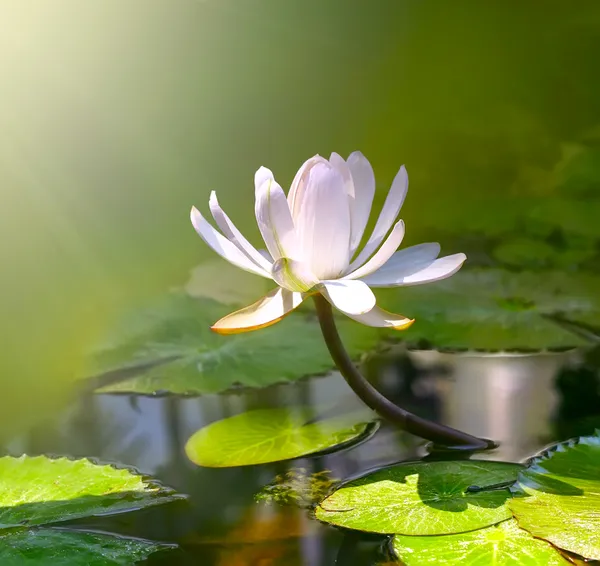 Vodní lilie květ — Stock fotografie