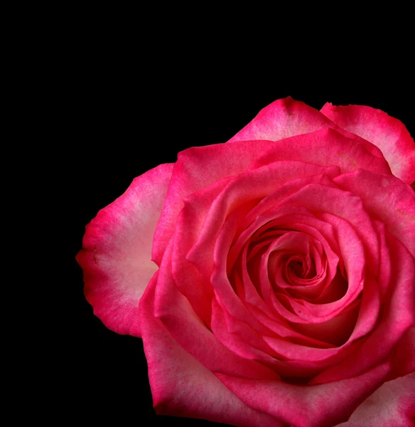 Rosa roja sobre fondo negro —  Fotos de Stock