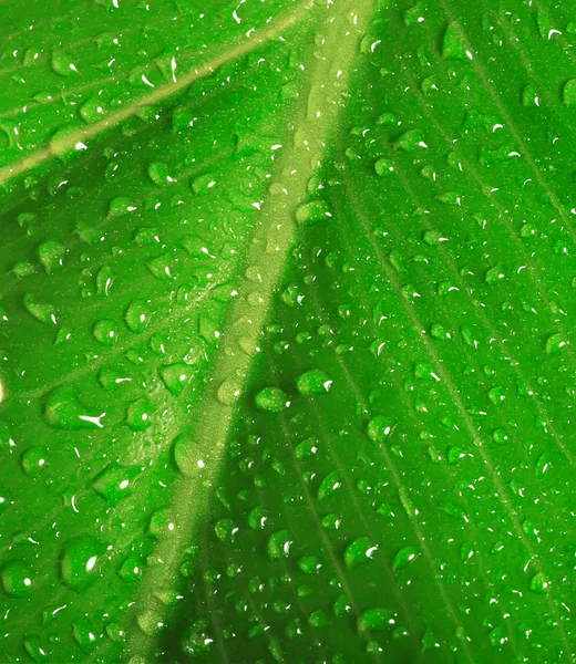 Su damlaları ile yeşil yaprak arkaplan — Stok fotoğraf