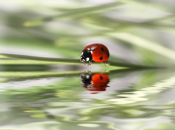 Ladybug in green grass — Stock Photo, Image