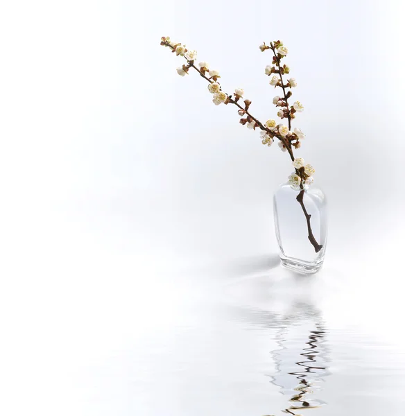 桜の小枝 — ストック写真