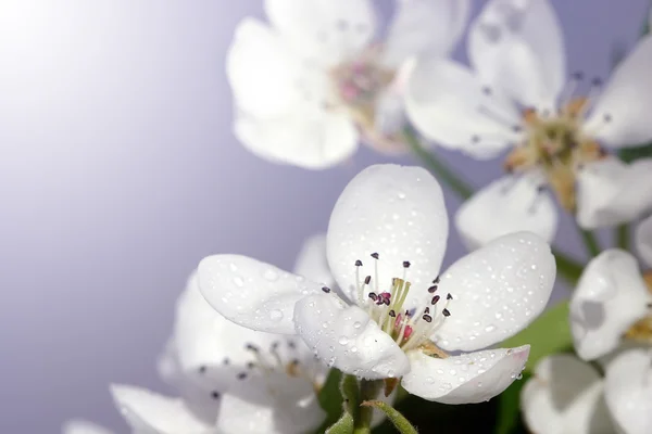 Flower background — Stock Photo, Image