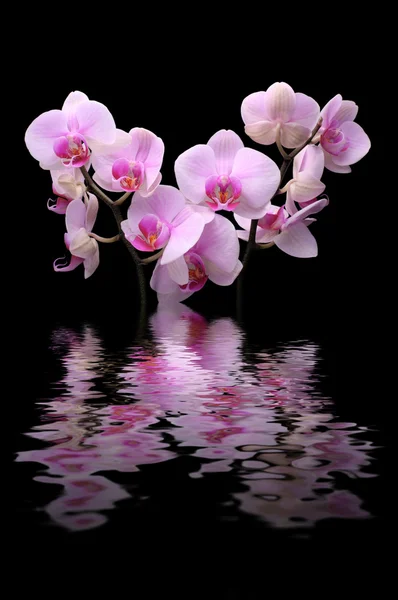 Orchideenblume auf schwarz — Stockfoto