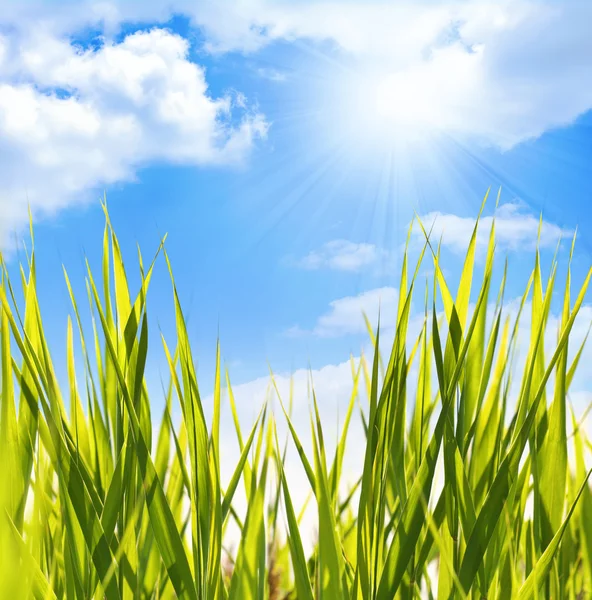 Небо и трава — стоковое фото