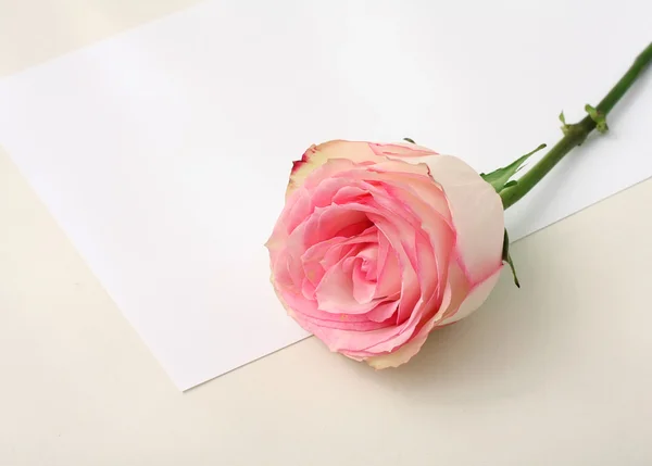 Rose med papper — Stockfoto