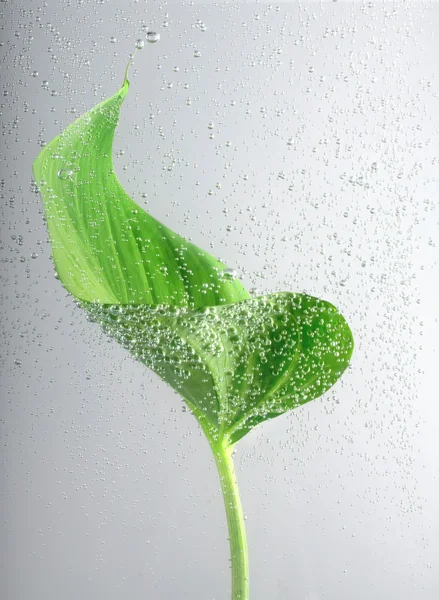 Зеленый лист с пузырьками воды — стоковое фото
