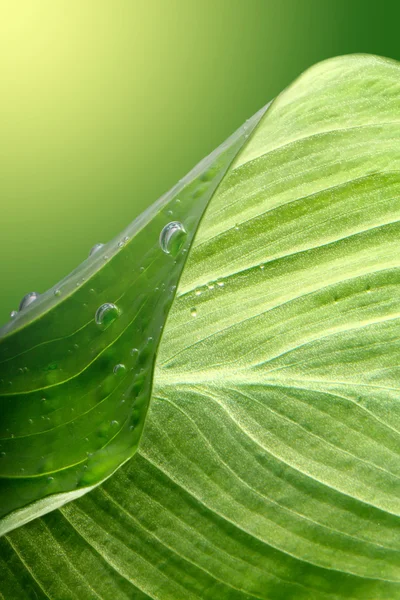 Vihreä lehti vesipisaroilla — kuvapankkivalokuva