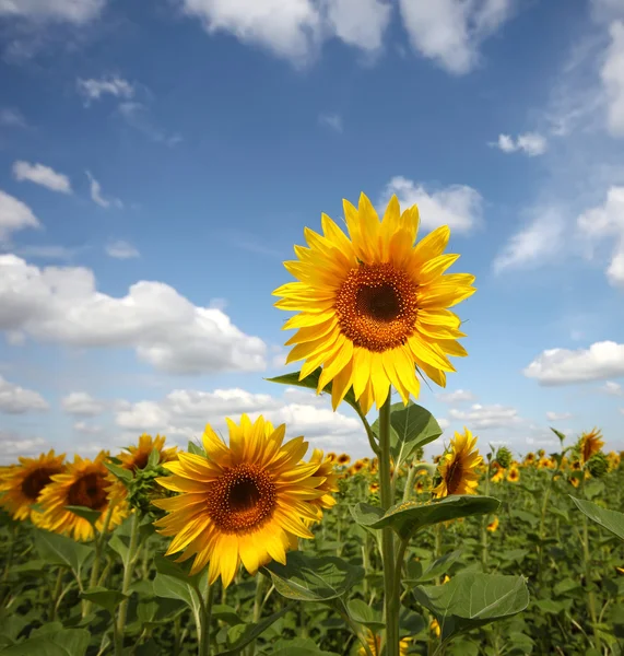 Câmpul Floarea soarelui — Fotografie, imagine de stoc