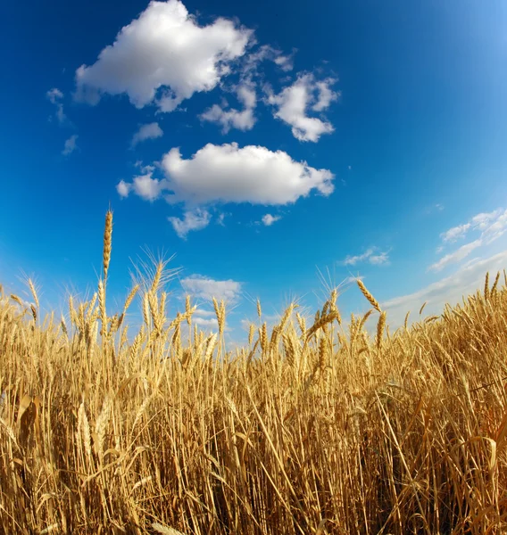 Gul vete fält under blå himmel — Stockfoto