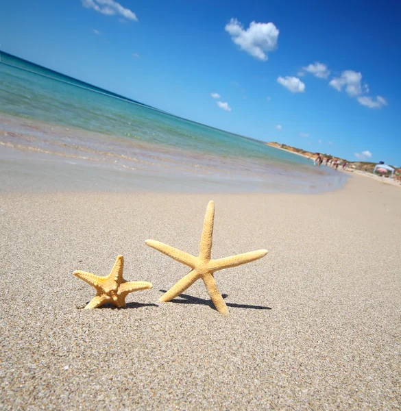 Plajda iki deniz yıldızı — Stok fotoğraf