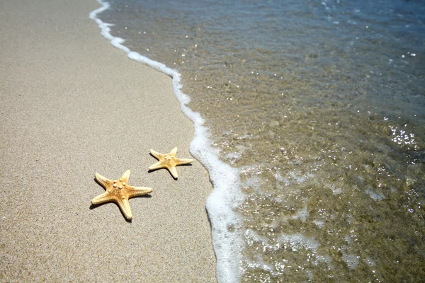 Två sjöstjärna på en strand — Stockfoto