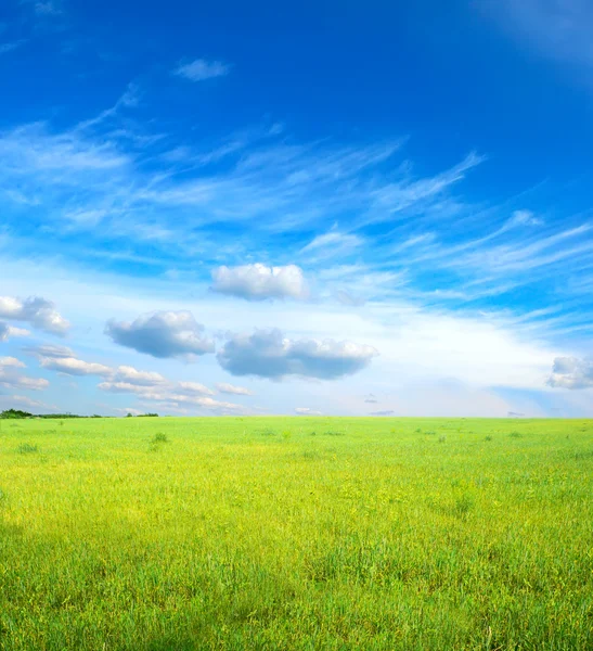 Zielona trawa pod błękitnym niebem — Zdjęcie stockowe