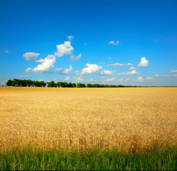 Пшеница под голубым небом — стоковое фото