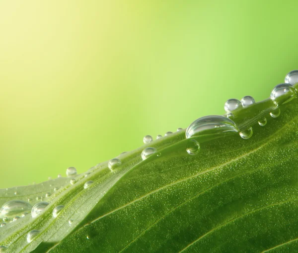 Vihreä lehti vesipisaroilla — kuvapankkivalokuva