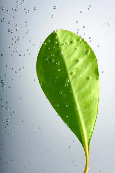 Folha verde com bolhas de água — Fotografia de Stock