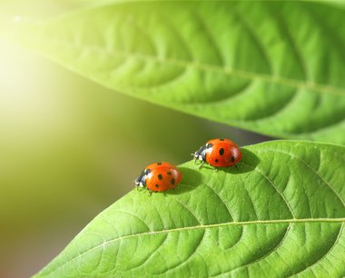 Two ladybugs in green leaf