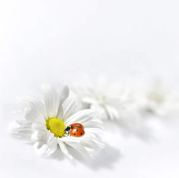 White flower and ladybug — Stock Photo, Image