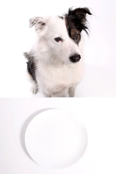 Nälkäinen koira — kuvapankkivalokuva