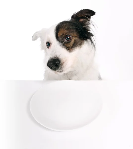 Hund und leerer Teller — Stockfoto