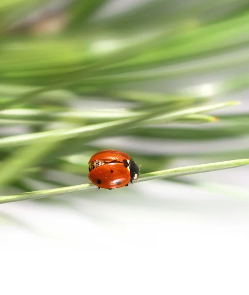 Ladybug in green grass — Stock Photo, Image