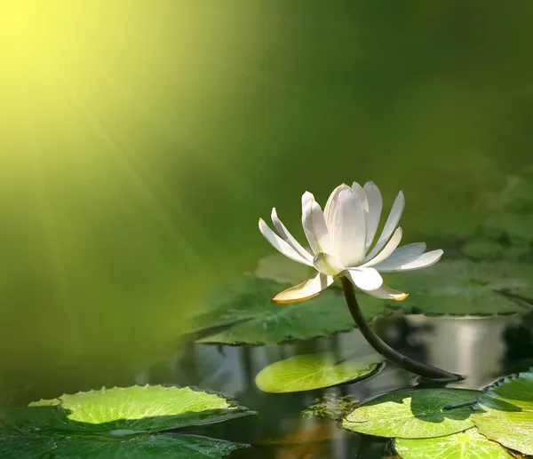 Water lily flower — Stockfoto