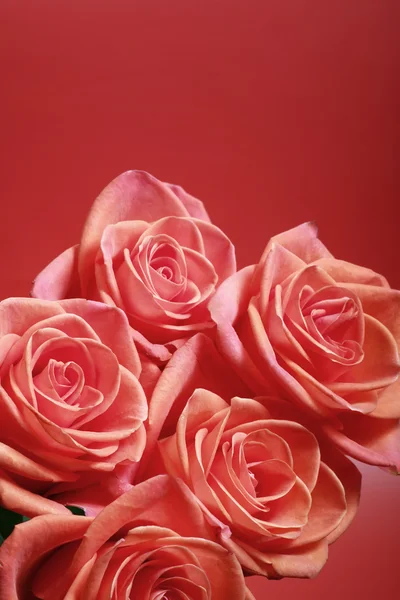 Карточка с розой — стоковое фото