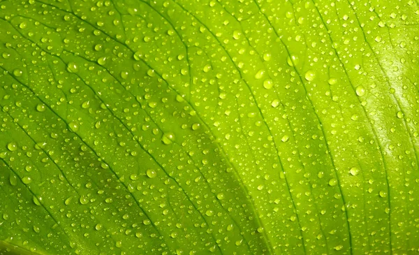 Зеленый лист фона с каплей воды — стоковое фото