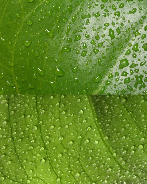 Grönt löv med vattendroppar — Stockfoto