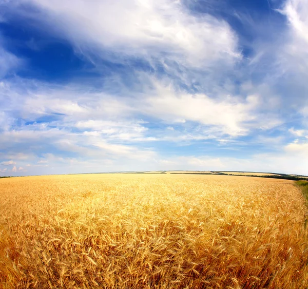 Wiese und Himmel — Stockfoto