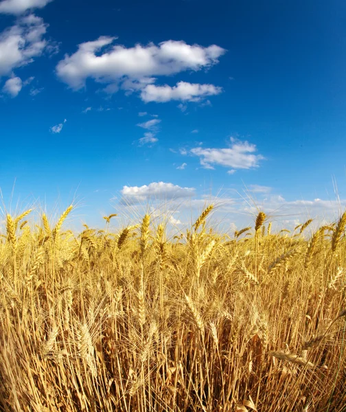 Желтое пшеничное поле под голубым небом — стоковое фото