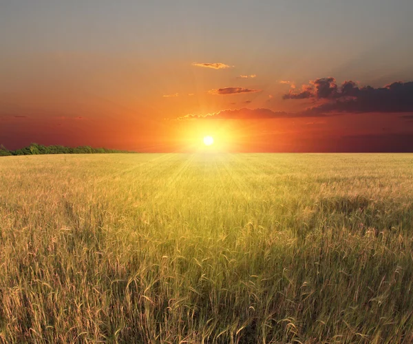 Fält av solrosor och solnedgång — Stockfoto