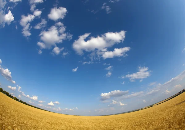 Campo de trigo y cielo —  Fotos de Stock