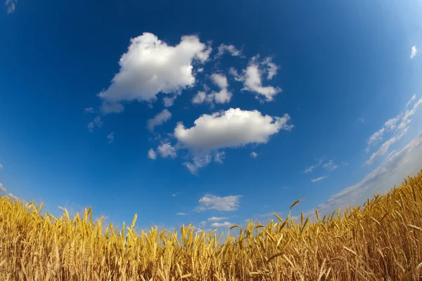 Желтое пшеничное поле под голубым небом — стоковое фото