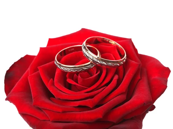 Snubní prsteny v rose — Stock fotografie