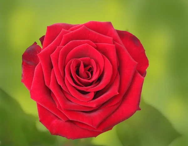 Red rose on green background — Stock Photo, Image