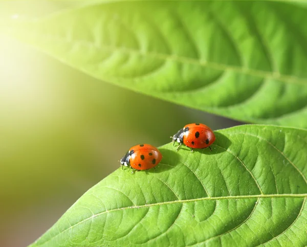 Two ladybugs in green leaf — Stock Photo, Image