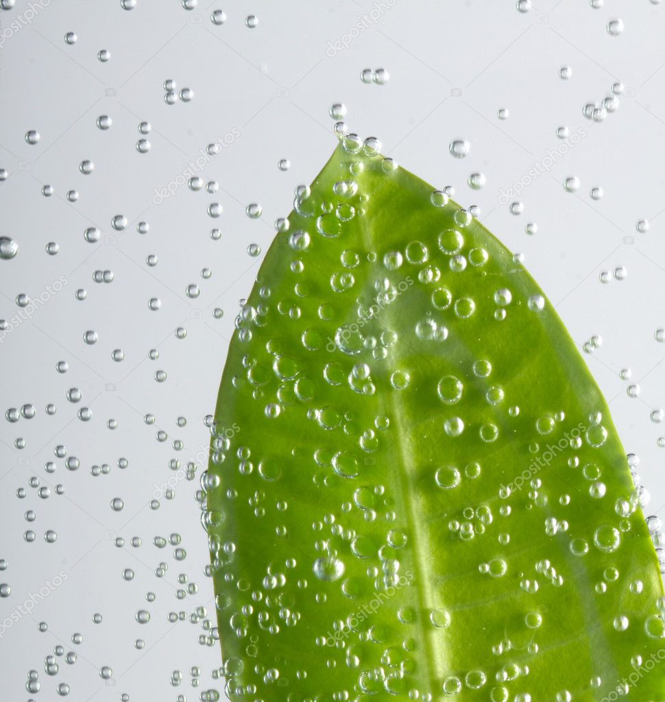 Green leaf with water drop