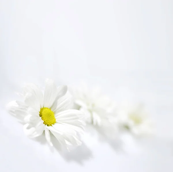 Heřmánek květ — Stock fotografie