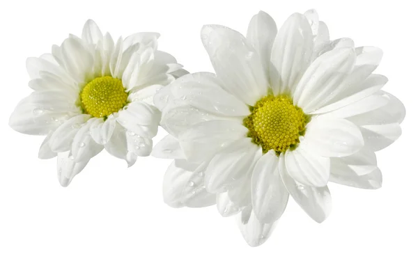 Два ромашки квітка — стокове фото