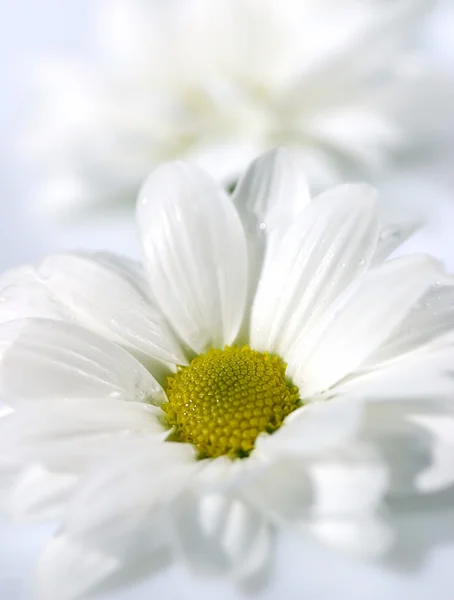 카밀레 꽃 배경 — 스톡 사진