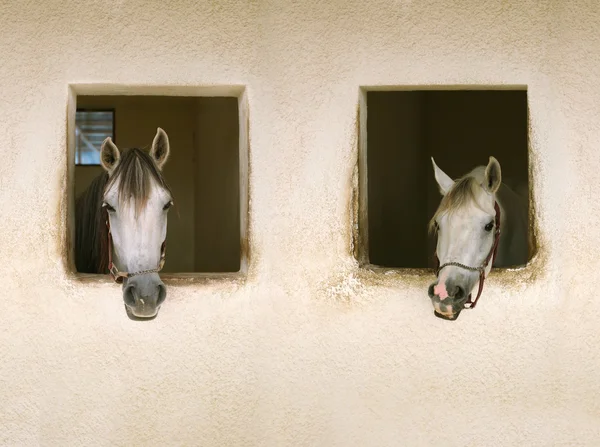 Dwóch koni — Zdjęcie stockowe