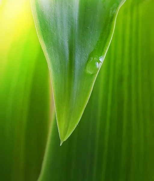 Πράσινο φύλλο με σταγόνα νερού — Φωτογραφία Αρχείου